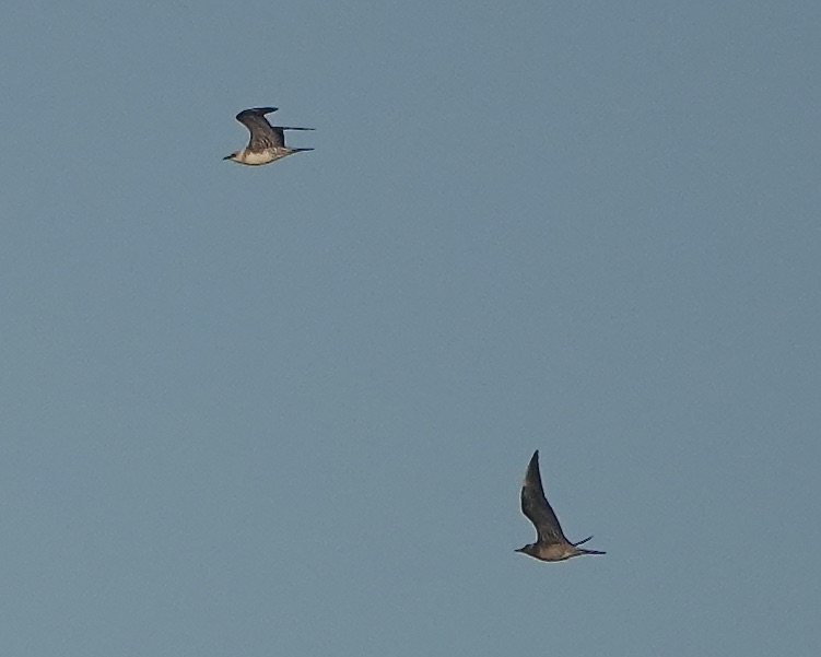 long-tailed skua long-tailed skua